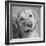 Portrait of a Golden Retriever dog-Panoramic Images-Framed Photographic Print