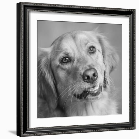 Portrait of a Golden Retriever dog-Panoramic Images-Framed Photographic Print