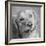 Portrait of a Golden Retriever dog-Panoramic Images-Framed Photographic Print