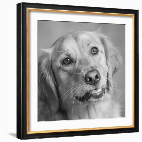 Portrait of a Golden Retriever dog-Panoramic Images-Framed Photographic Print