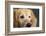 Portrait of a Golden Retriever dog-Panoramic Images-Framed Photographic Print