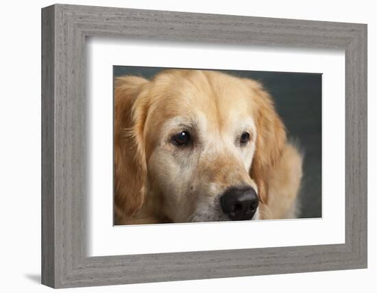 Portrait of a Golden Retriever dog-Panoramic Images-Framed Photographic Print