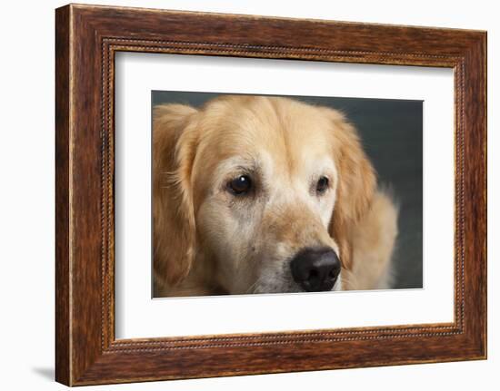 Portrait of a Golden Retriever dog-Panoramic Images-Framed Photographic Print