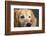 Portrait of a Golden Retriever dog-Panoramic Images-Framed Photographic Print