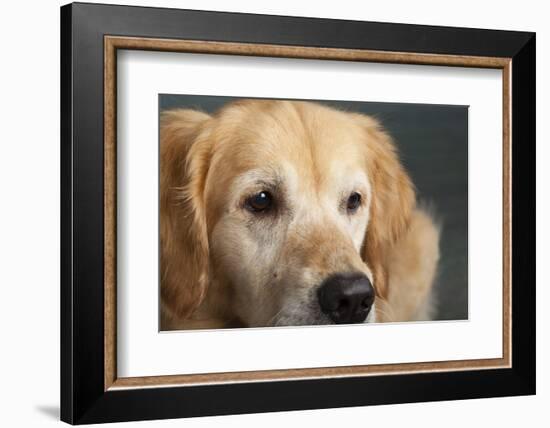 Portrait of a Golden Retriever dog-Panoramic Images-Framed Photographic Print