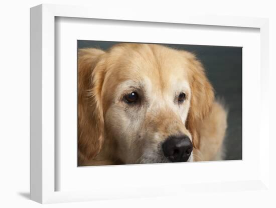 Portrait of a Golden Retriever dog-Panoramic Images-Framed Photographic Print