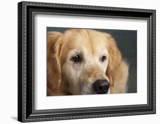 Portrait of a Golden Retriever dog-Panoramic Images-Framed Photographic Print