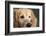 Portrait of a Golden Retriever dog-Panoramic Images-Framed Photographic Print