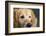 Portrait of a Golden Retriever dog-Panoramic Images-Framed Photographic Print