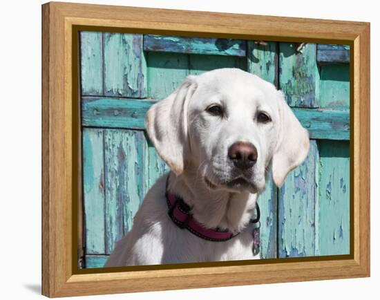 Portrait of a Goldendoodle Puppy Sitting in Front of a Blue Door, New Mexico, USA-Zandria Muench Beraldo-Framed Premier Image Canvas