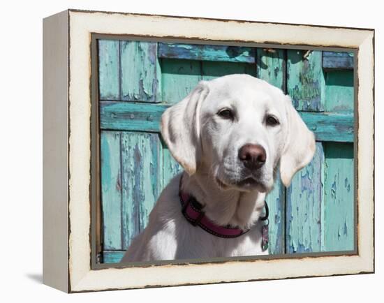 Portrait of a Goldendoodle Puppy Sitting in Front of a Blue Door, New Mexico, USA-Zandria Muench Beraldo-Framed Premier Image Canvas