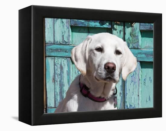 Portrait of a Goldendoodle Puppy Sitting in Front of a Blue Door, New Mexico, USA-Zandria Muench Beraldo-Framed Premier Image Canvas