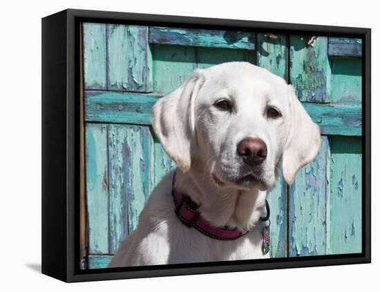 Portrait of a Goldendoodle Puppy Sitting in Front of a Blue Door, New Mexico, USA-Zandria Muench Beraldo-Framed Premier Image Canvas