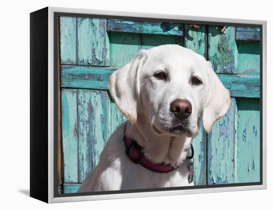 Portrait of a Goldendoodle Puppy Sitting in Front of a Blue Door, New Mexico, USA-Zandria Muench Beraldo-Framed Premier Image Canvas