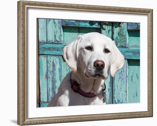 Portrait of a Goldendoodle Puppy Sitting in Front of a Blue Door, New Mexico, USA-Zandria Muench Beraldo-Framed Photographic Print