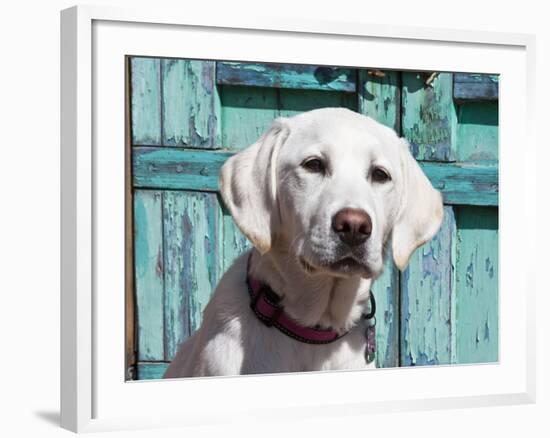 Portrait of a Goldendoodle Puppy Sitting in Front of a Blue Door, New Mexico, USA-Zandria Muench Beraldo-Framed Photographic Print