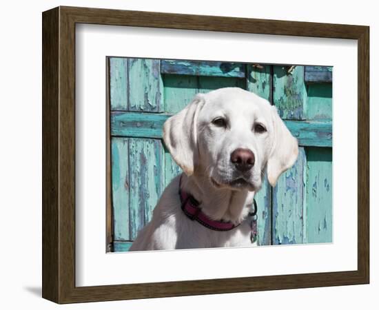 Portrait of a Goldendoodle Puppy Sitting in Front of a Blue Door, New Mexico, USA-Zandria Muench Beraldo-Framed Photographic Print