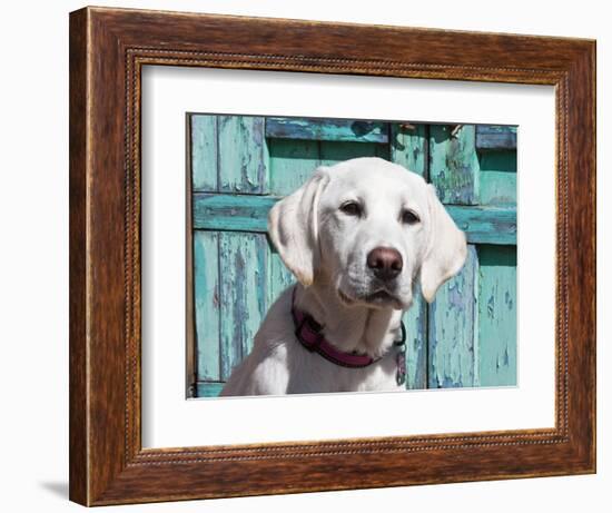 Portrait of a Goldendoodle Puppy Sitting in Front of a Blue Door, New Mexico, USA-Zandria Muench Beraldo-Framed Photographic Print