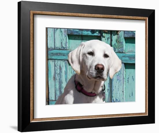 Portrait of a Goldendoodle Puppy Sitting in Front of a Blue Door, New Mexico, USA-Zandria Muench Beraldo-Framed Photographic Print