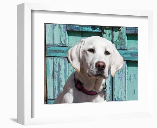 Portrait of a Goldendoodle Puppy Sitting in Front of a Blue Door, New Mexico, USA-Zandria Muench Beraldo-Framed Photographic Print