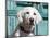 Portrait of a Goldendoodle Puppy Sitting in Front of a Blue Door, New Mexico, USA-Zandria Muench Beraldo-Mounted Photographic Print