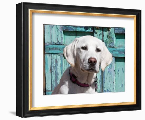 Portrait of a Goldendoodle Puppy Sitting in Front of a Blue Door, New Mexico, USA-Zandria Muench Beraldo-Framed Photographic Print