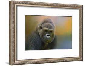 Portrait of a Gorilla-Jai Johnson-Framed Giclee Print