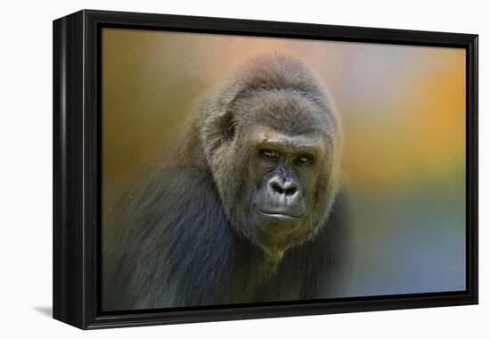 Portrait of a Gorilla-Jai Johnson-Framed Premier Image Canvas