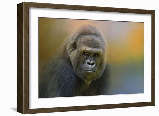 Portrait of a Gorilla-Jai Johnson-Framed Giclee Print