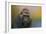 Portrait of a Gorilla-Jai Johnson-Framed Giclee Print