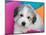 Portrait of a Great Pyrenees Puppy with Colorful Background, California, USA-Zandria Muench Beraldo-Mounted Photographic Print