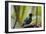Portrait of a Green Honeycreeper Perching on a Branch-Alex Saberi-Framed Photographic Print