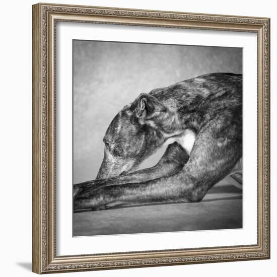 Portrait of a Greyhound dog-Panoramic Images-Framed Photographic Print