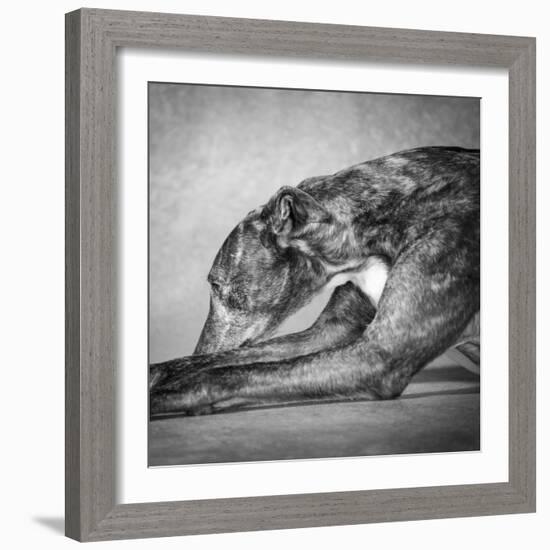 Portrait of a Greyhound dog-Panoramic Images-Framed Photographic Print