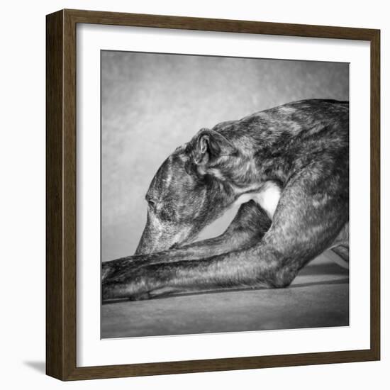 Portrait of a Greyhound dog-Panoramic Images-Framed Photographic Print