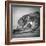 Portrait of a Greyhound dog-Panoramic Images-Framed Photographic Print