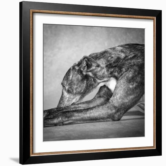 Portrait of a Greyhound dog-Panoramic Images-Framed Photographic Print