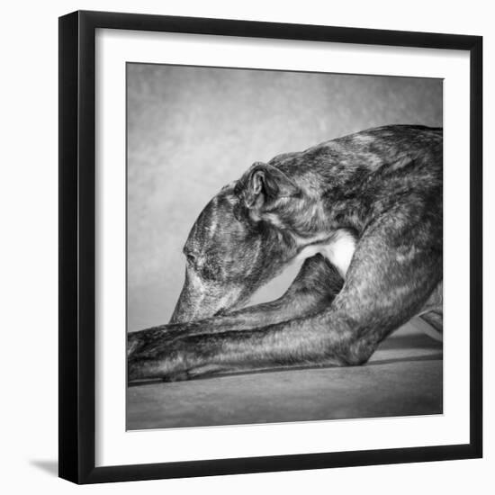 Portrait of a Greyhound dog-Panoramic Images-Framed Photographic Print