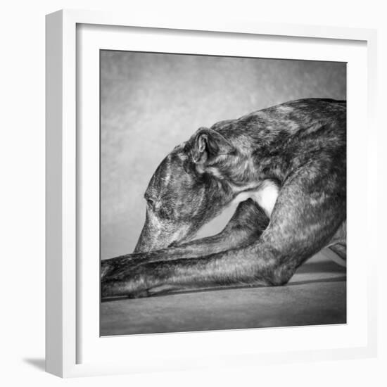 Portrait of a Greyhound dog-Panoramic Images-Framed Photographic Print