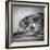 Portrait of a Greyhound dog-Panoramic Images-Framed Photographic Print