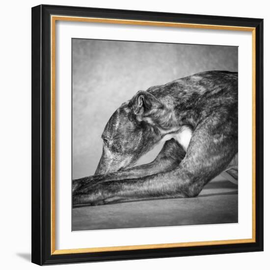 Portrait of a Greyhound dog-Panoramic Images-Framed Photographic Print