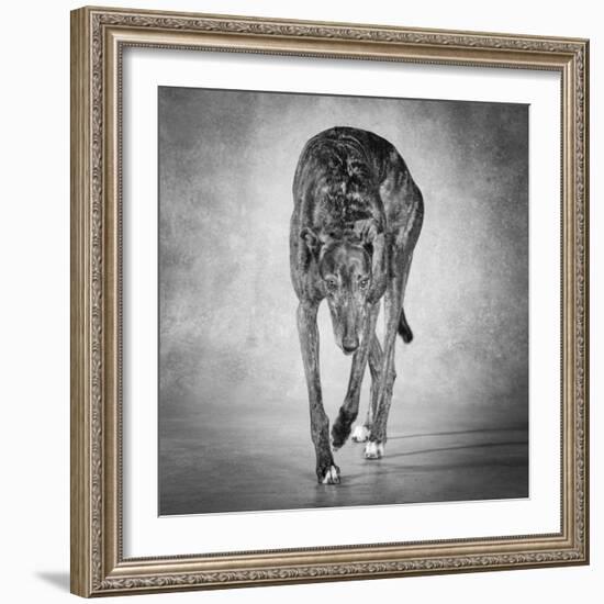 Portrait of a Greyhound dog-Panoramic Images-Framed Photographic Print