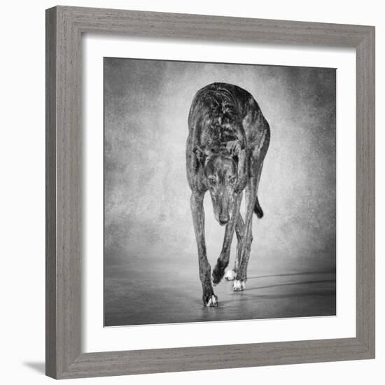 Portrait of a Greyhound dog-Panoramic Images-Framed Photographic Print