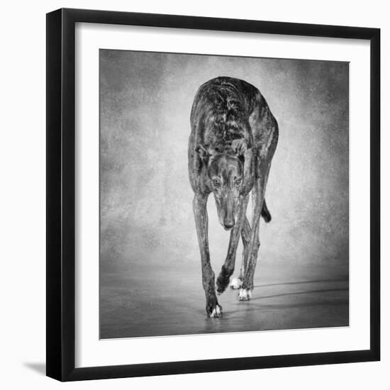 Portrait of a Greyhound dog-Panoramic Images-Framed Photographic Print