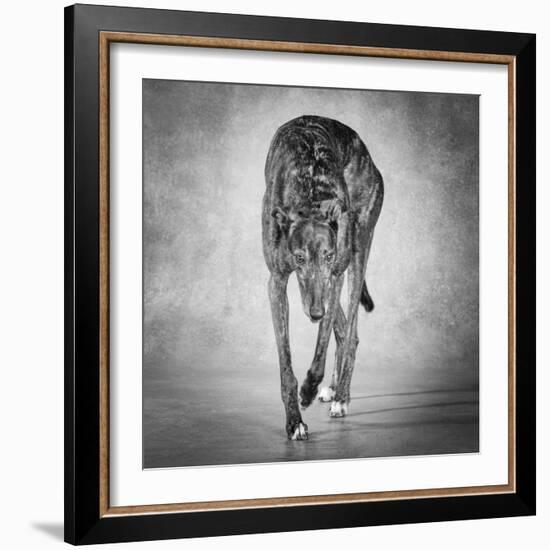 Portrait of a Greyhound dog-Panoramic Images-Framed Photographic Print