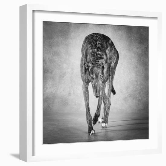 Portrait of a Greyhound dog-Panoramic Images-Framed Photographic Print