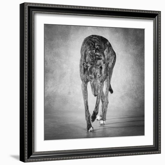 Portrait of a Greyhound dog-Panoramic Images-Framed Photographic Print