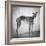 Portrait of a Greyhound dog-Panoramic Images-Framed Photographic Print