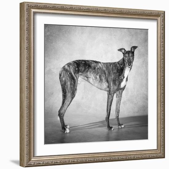 Portrait of a Greyhound dog-Panoramic Images-Framed Photographic Print