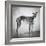 Portrait of a Greyhound dog-Panoramic Images-Framed Photographic Print